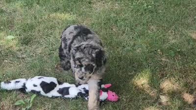 Marina, a female Poodle - Multi-Colored Standard and Poodle - Standard  for sale in Pomona, MO – 3 of 6