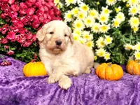 MAURY, a male Goldendoodle for sale in Pomona, MO – 3 of 5
