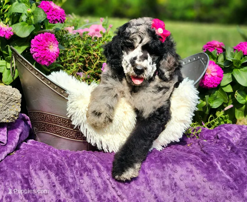 Stormy-AKC – Poodle - Multi-Colored Standard, Poodle - Standard  puppy for sale in Pomona, MO