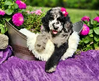 Stormy-AKC, a female Poodle - Multi-Colored Standard and Poodle - Standard  for sale in Pomona, MO – 1 of 4