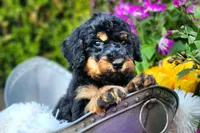 S'mores, a male Poodle - Multi-Colored Standard and Poodle - Standard  for sale in Pomona, MO – Photo 2 of 6