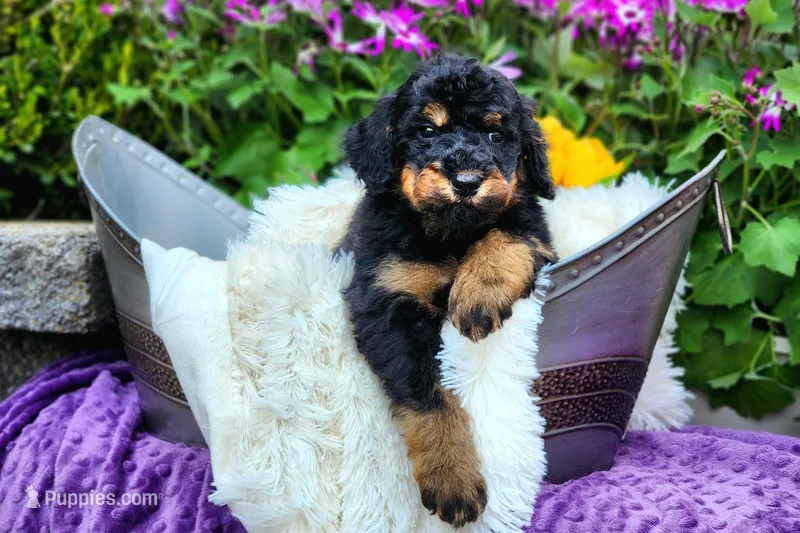 S'mores – Poodle - Multi-Colored Standard, Poodle - Standard  puppy for sale in Pomona, MO