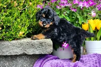 S'mores, a male Poodle - Multi-Colored Standard and Poodle - Standard  for sale in Pomona, MO – Photo 5 of 6