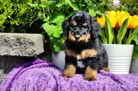 S'mores, a male Poodle - Multi-Colored Standard and Poodle - Standard  for sale in Pomona, MO – Photo 3 of 6