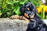S'mores, a male Poodle - Multi-Colored Standard and Poodle - Standard  for sale in Pomona, MO – Photo 4 of 6