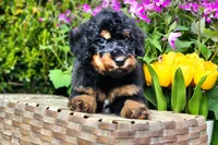 S'mores, a male Poodle - Multi-Colored Standard and Poodle - Standard  for sale in Pomona, MO – Photo 6 of 6