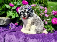 Larkspur, a female Poodle - Multi-Colored Standard and Poodle - Standard  for sale in Pomona, MO – 8 of 8