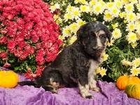 RICKI, a female Goldendoodle for sale in Pomona, MO – 4 of 5