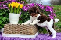 Gingersnap, a female Poodle - Multi-Colored Standard and Poodle - Standard  for sale in Pomona, MO – Photo 4 of 4