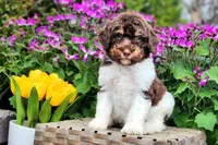 Gingersnap, a female Poodle - Multi-Colored Standard and Poodle - Standard  for sale in Pomona, MO – Photo 2 of 4