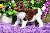 Gingersnap, a female Poodle - Multi-Colored Standard and Poodle - Standard  for sale in Pomona, MO – Photo 1 of 4