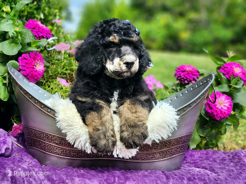 Ember-AKC – Poodle - Multi-Colored Standard, Poodle - Standard  puppy for sale in Pomona, MO