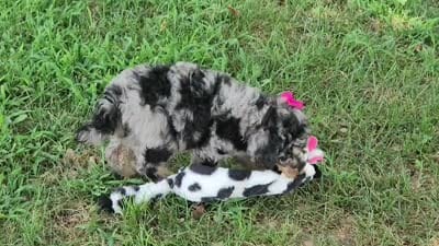 Iris, a female Poodle - Multi-Colored Standard and Poodle - Standard  for sale in Pomona, MO – 6 of 9