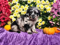 SPRINGER, a male Goldendoodle for sale in Pomona, MO – 4 of 5
