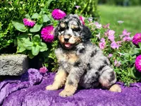 Iris, a female Poodle - Multi-Colored Standard and Poodle - Standard  for sale in Pomona, MO – 9 of 9