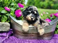 REEF-AKC, a male Poodle - Multi-Colored Standard and Poodle - Standard  for sale in Pomona, MO – 3 of 6