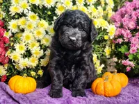 MONTEL, a male Goldendoodle for sale in Pomona, MO – 1 of 5