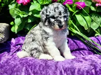 Larkspur, a female Poodle - Multi-Colored Standard and Poodle - Standard  for sale in Pomona, MO – 6 of 8