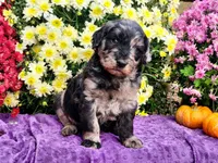 WAPNER, a male Goldendoodle for sale in Pomona, MO – 2 of 6