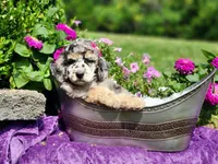 Skye-AKC, a female Poodle - Multi-Colored Standard and Poodle - Standard  for sale in Pomona, MO – 3 of 4