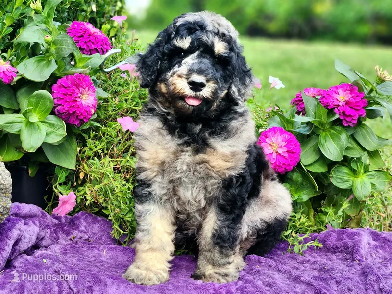 REEF-AKC – Poodle - Multi-Colored Standard, Poodle - Standard  puppy for sale in Pomona, MO