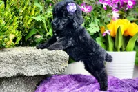 Spritz, a female Poodle - Standard  for sale in Pomona, MO – Photo 5 of 5