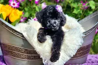 Spritz, a female Poodle - Standard  for sale in Pomona, MO – Photo 3 of 5