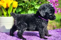 Spritz, a female Poodle - Standard  for sale in Pomona, MO – Photo 2 of 5