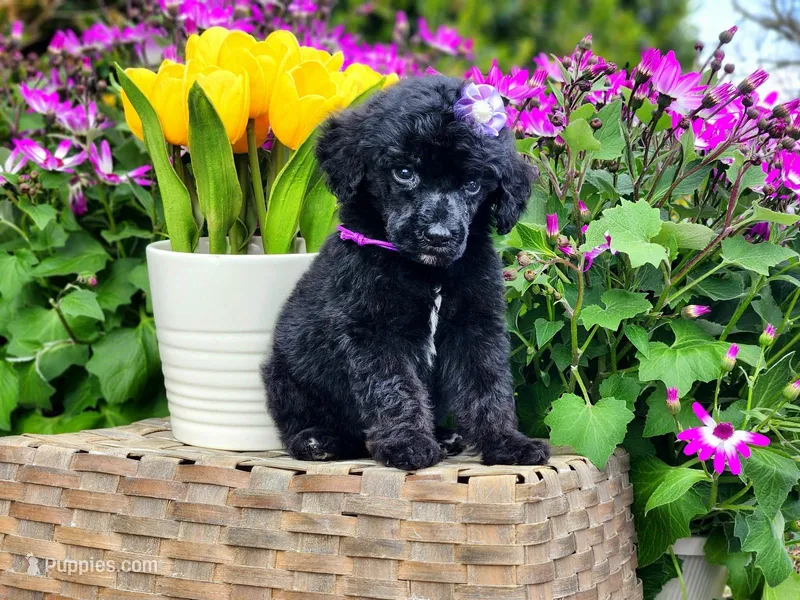 Spritz – Poodle - Standard  puppy for sale in Pomona, MO