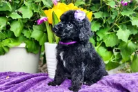 Spritz, a female Poodle - Standard  for sale in Pomona, MO – Photo 4 of 5