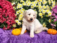 WILKOS, a male Goldendoodle for sale in Pomona, MO – 4 of 6