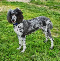 WILKOS, a male Goldendoodle for sale in Pomona, MO – 6 of 6