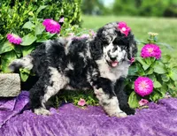 Stormy-AKC, a female Poodle - Multi-Colored Standard and Poodle - Standard  for sale in Pomona, MO – 2 of 4