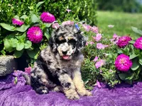 Marina, a female Poodle - Multi-Colored Standard and Poodle - Standard  for sale in Pomona, MO – 2 of 6