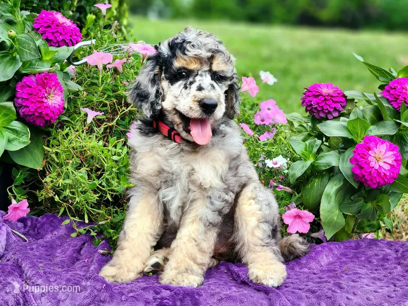 Skye-AKC – Poodle - Multi-Colored Standard, Poodle - Standard  puppy for sale in Pomona, MO
