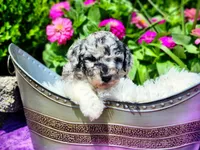 Larkspur, a female Poodle - Multi-Colored Standard and Poodle - Standard  for sale in Pomona, MO – 5 of 8