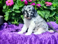 Larkspur, a female Poodle - Multi-Colored Standard and Poodle - Standard  for sale in Pomona, MO – 2 of 8