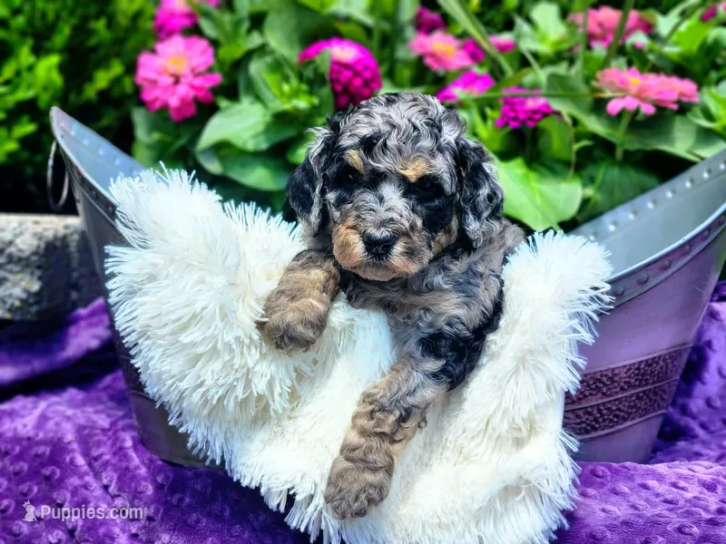 Iris – Poodle - Multi-Colored Standard, Poodle - Standard  puppy for sale in Pomona, MO