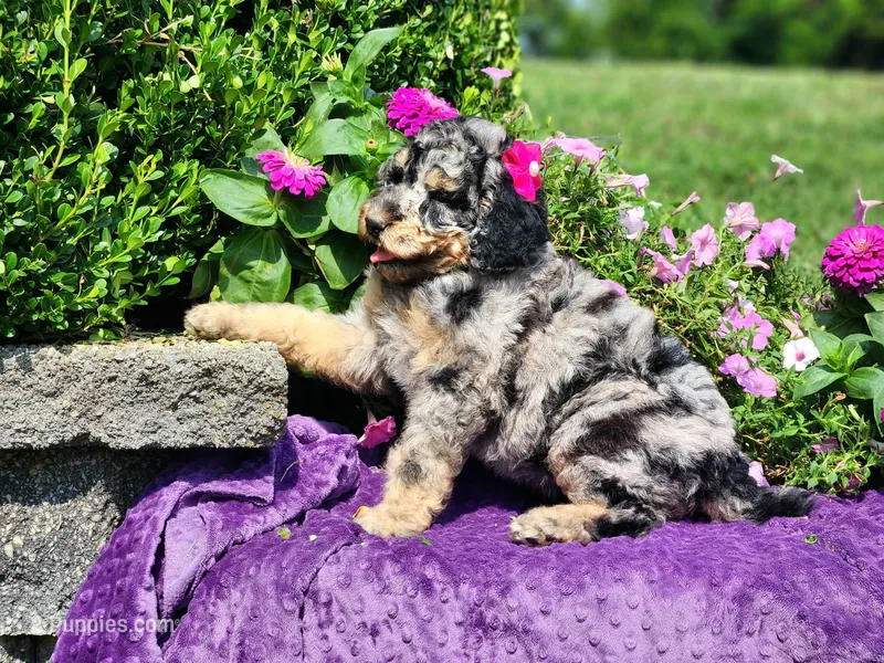 Iris, a female Poodle - Multi-Colored Standard and Poodle - Standard  for sale in Pomona, MO – 1 of 9