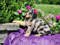Iris, a female Poodle - Multi-Colored Standard and Poodle - Standard  for sale in Pomona, MO – 1 of 9