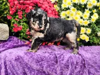 WAPNER, a male Goldendoodle for sale in Pomona, MO – 3 of 6