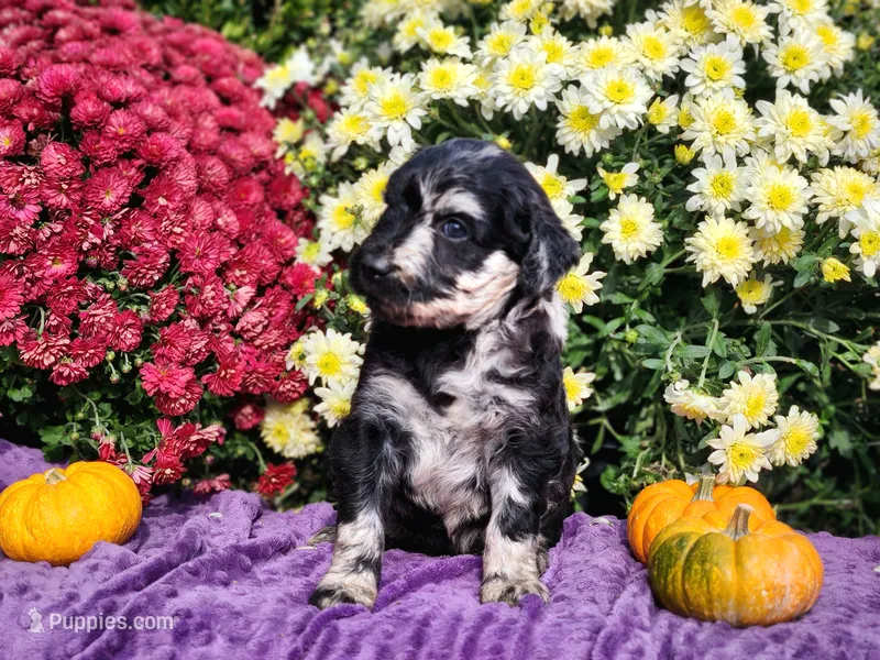 RICKI – Goldendoodle puppy for sale in Pomona, MO