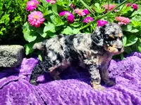 Iris, a female Poodle - Multi-Colored Standard and Poodle - Standard  for sale in Pomona, MO – 3 of 9