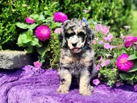Marina, a female Poodle - Multi-Colored Standard and Poodle - Standard  for sale in Pomona, MO – 5 of 6