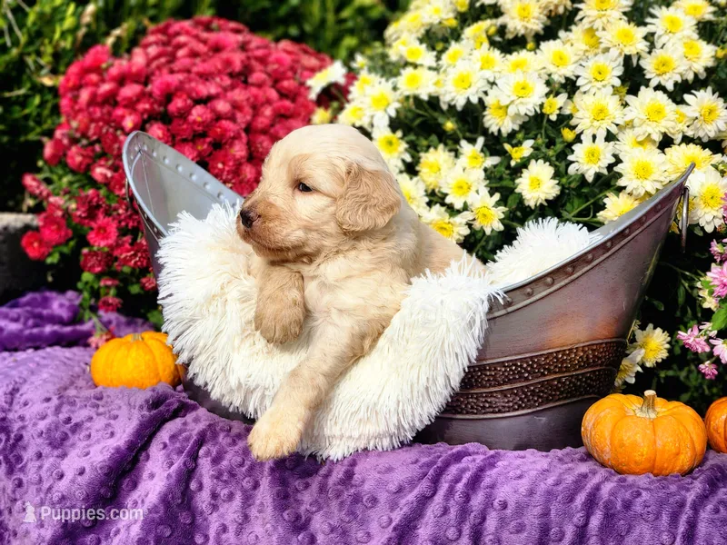 MAURY – Goldendoodle puppy for sale in Pomona, MO