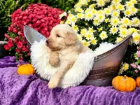 MAURY, a male Goldendoodle for sale in Pomona, MO – 1 of 5