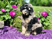 REEF-AKC, a male Poodle - Multi-Colored Standard and Poodle - Standard  for sale in Pomona, MO – 4 of 6