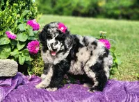 Stormy-AKC, a female Poodle - Multi-Colored Standard and Poodle - Standard  for sale in Pomona, MO – 3 of 4