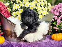 MONTEL, a male Goldendoodle for sale in Pomona, MO – 2 of 5