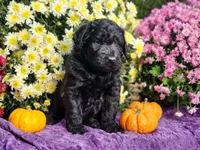 MONTEL, a male Goldendoodle for sale in Pomona, MO – 3 of 5
